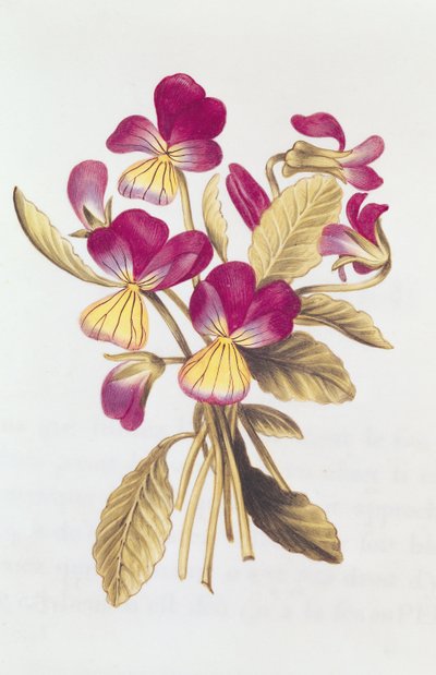 Pansy, from 